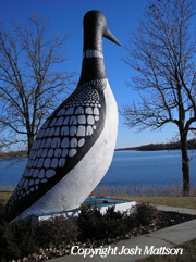 Picture of World's Largest Loon